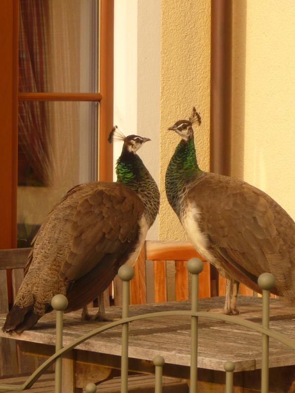 Appartements Ferienwohnungen Alpenblick Faistenau Buitenkant foto